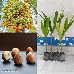 SHOP_BY_CATEGORY_FRUIT_AND_FRUIT_TREE__Paudha Mart