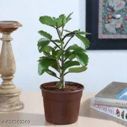 SHOP_BY_CATEGORY_MEDICINAL_PLANTS__Paudha Mart