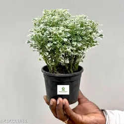 SHOP_BY_CATEGORY_HEDGES_AND_SHRUBS__Paudha Mart