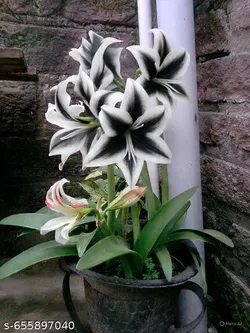 SHOP_BY_CATEGORY_BULB__Paudha Mart