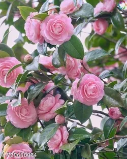 SHOP_BY_CATEGORY_FLOWERS__Paudha Mart