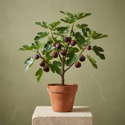 SHOP_BY_CATEGORY_FRUIT__Radhika Plant