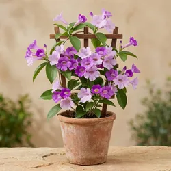 SHOP_BY_CATEGORY_VINES__Radhika Plant
