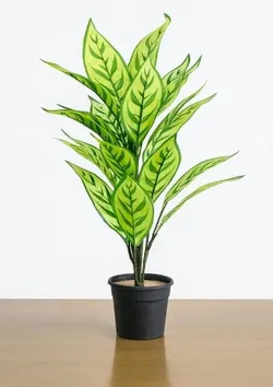 SHOP_BY_CATEGORY_GARDENING_PLANTS__Phulwari 