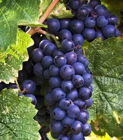 SHOP_BY_CATEGORY_FRUITS__Plant Mania 