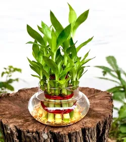 SHOP_BY_CATEGORY_INDOOR_PLANT__Plant Mania 