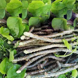 SHOP_BY_CATEGORY_Medicinal_Plants__SUNCHAN GROUP