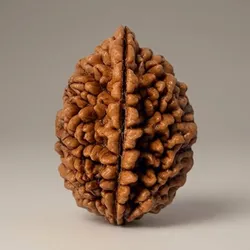 SHOP_BY_CATEGORY_RUDRAKSHA_ITEMS__Sark Despatchers Choice