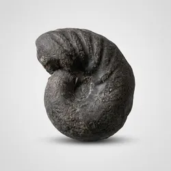 SHOP_BY_CATEGORY_COLLECTIBLES__Gupta Rudraksha 