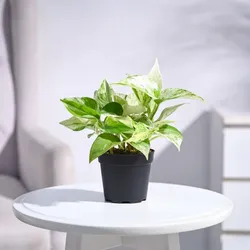 SHOP_BY_CATEGORY_Herbs__PUSHKARA