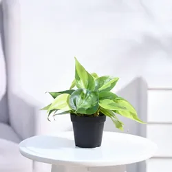 SHOP_BY_CATEGORY_Ornamental_And_Shade_Trees__PUSHKARA