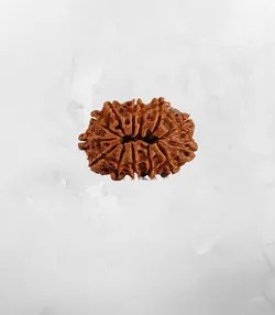 SHOP_BY_CATEGORY_Rudraksha_Items__SIYA COLLECTIONS