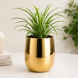 Shop_by_Category_All_Products__BLOOMSHALA