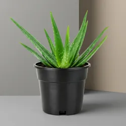 SHOP_BY_CATEGORY_MEDICINAL_PLANTS__GREEN PALLAV NURSERY
