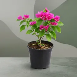 SHOP_BY_CATEGORY_FLOWERS__GREEN PALLAV NURSERY