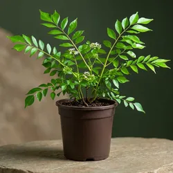 SHOP_BY_CATEGORY_HERBS__GREEN PALLAV NURSERY