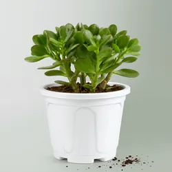 SHOP_BY_CATEGORY_CACTI_AND_SUCCULENTS__GREEN PALLAV NURSERY