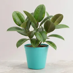 SHOP_BY_CATEGORY_ORNAMENTAL__TREES__GREEN PALLAV NURSERY