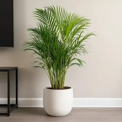 Category_ORNAMENTAL_PLANT__LEAF DEN GARDEN