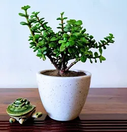 Category_INDOOR_PLANT__LEAF DEN GARDEN