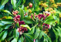 Category_SPICE_PLANT__LEAF DEN GARDEN
