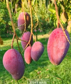 Category_FRUIT_PLANT__LEAF DEN GARDEN