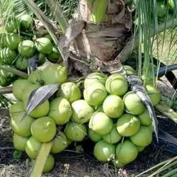 Grow_Your_Garden_Fruit_Plant__BASUNDHARA NURSERY