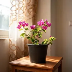 Grow__And_Bloom_Flowering__PETALPOP