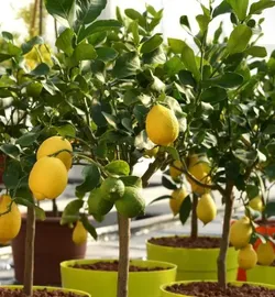 Natures_Finest_Citrus__WORLD GREEN HAVEN