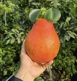 Grow_Your_Garden__EXOTIC_FRUIT_PLANT__CHOTA GARDEN