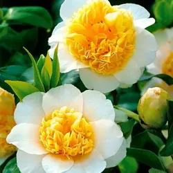 Grow_Your_Garden__EXOTIC_FLOWER_PLANT__CHOTA GARDEN
