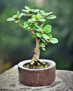 Grow_Your_Garden__ORNAMENTAL_PLANTS__CHOTA GARDEN