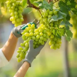 Shop_By_Categories_Seeds__SUKHAGAM