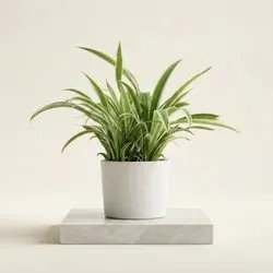 SHOP_BY_CATEGORIES_HOUSEPLANTS__SABUJMALA