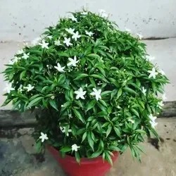 SHOP_BY_CATEGORIES_SHRUBS__SABUJMALA