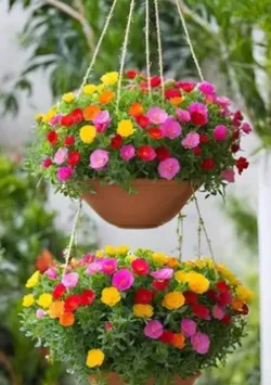 Grow_Your_Garden_Blooms__NITYA NANDA NURSERY 
