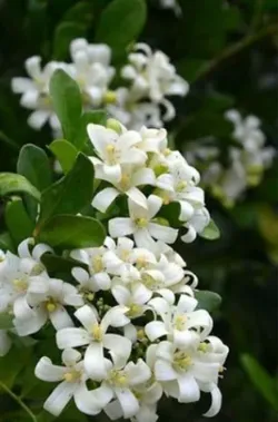 Grow_Your_Garden_Plants__NITYA NANDA NURSERY 