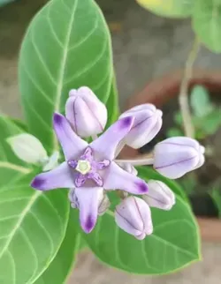 Grow_Your_Garden_Florals__NITYA NANDA NURSERY 