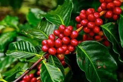 Grow_Your_Garden_EXOTIC_FRUIT_PLANTS__GREEN TREE NURSERY 