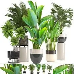 Grow_Your_Garden_ORNAMENTAL_PLANTS__GREEN TREE NURSERY 