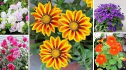 Grow_Your_Garden_FLOWER_PLANTS__GREEN TREE NURSERY 