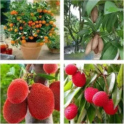 Grow_Your_Garden_THAI_FRUIT_PLANT__GREEN TREE NURSERY 