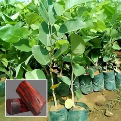 SHOP_BY_CATEGORY_MEDICINAL_PLANTS__Himanshu Agro Life