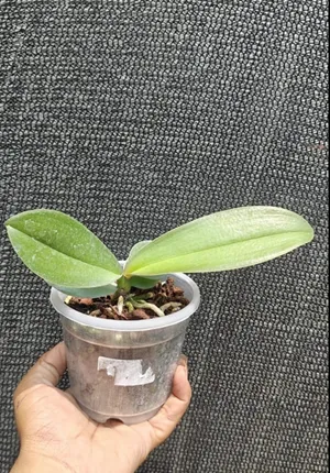 BoConcept 【完売／希少】ORCHID N*e様