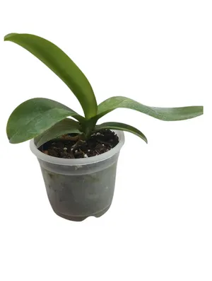 【完売／希少】ORCHID BoConcept N*e様