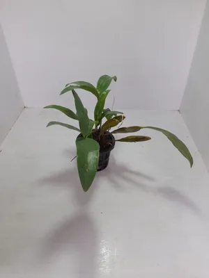 N*e様 【完売／希少】ORCHID BoConcept