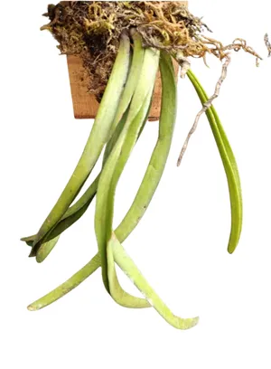 N*e様 【完売／希少】ORCHID BoConcept