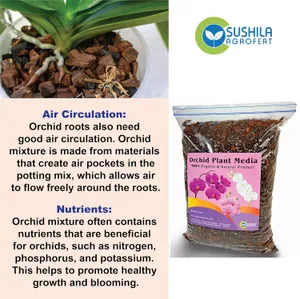 dracaena janet craig dracaena deremensis Dracaena Janet Craig - Live Plant in a 6 Inch Pot