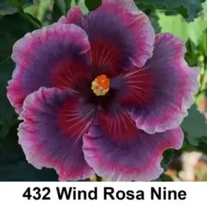 Hibiscus Buy Hybrid Pune Hibiscus Flower Plant (Red) Online at Paudhewale