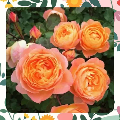 SHOP_BY_CATEGORIES_undefined__undefined